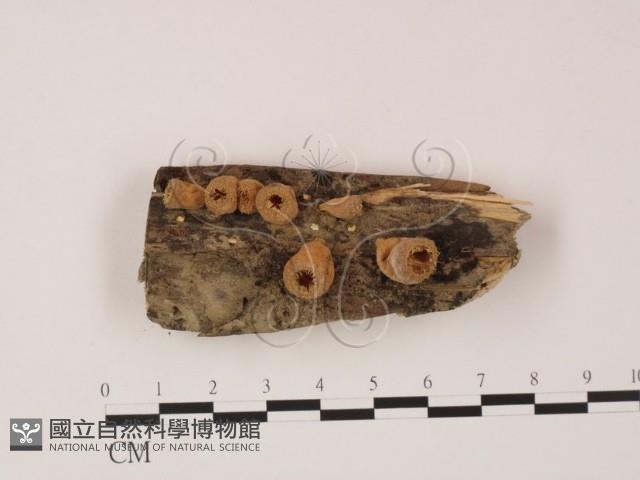 登錄號:F0002494藏品圖，第1張