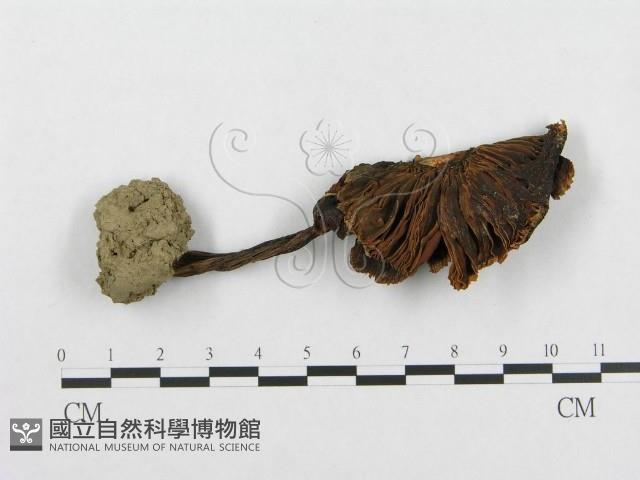 登錄號:F0012494藏品圖，第1張