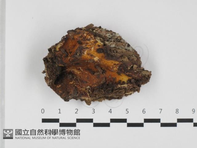登錄號:F0032494藏品圖，第1張
