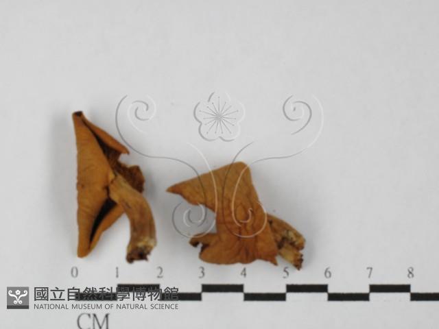 登錄號:F0027494藏品圖，第1張