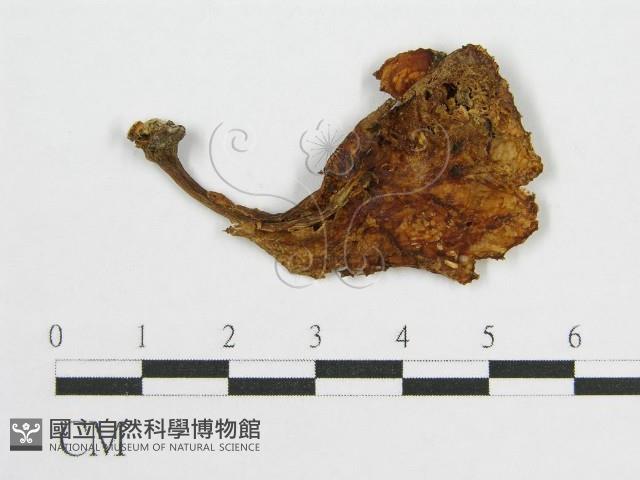 登錄號:F0007494藏品圖，第1張