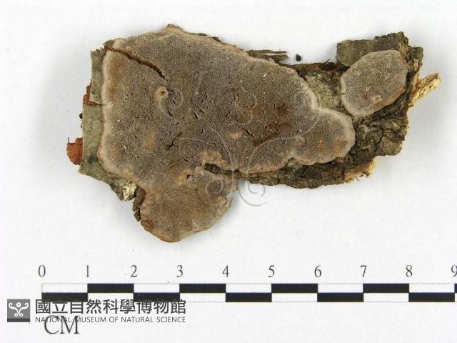 登錄號:F0017494藏品圖，第1張