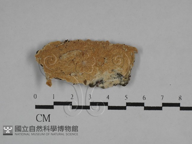 登錄號:F0029494藏品圖，第1張
