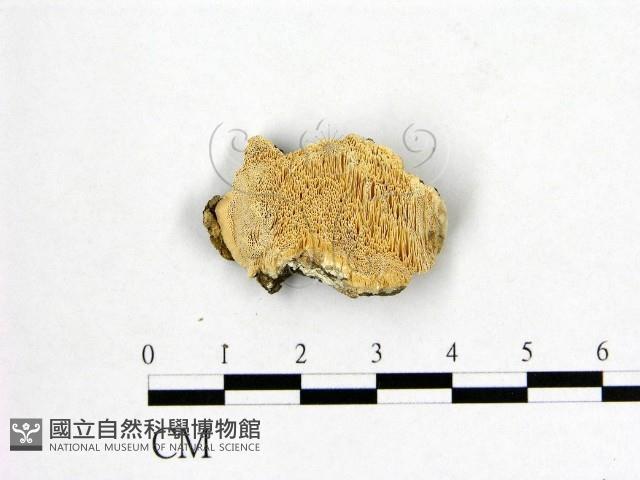登錄號:F0009494藏品圖，第1張