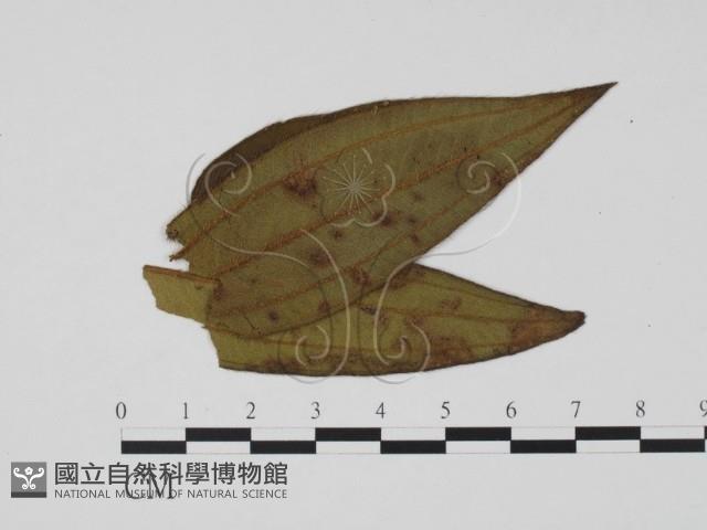 登錄號:F0019494藏品圖，第1張