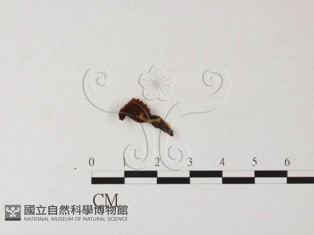 登錄號:F0023494藏品圖，第1張