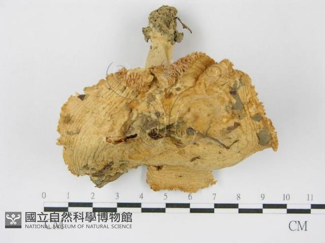 登錄號:F0003494藏品圖，第1張