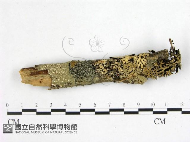 花耳屬藏品圖，第1張