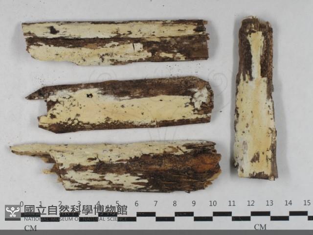 革墊菌屬藏品圖，第1張