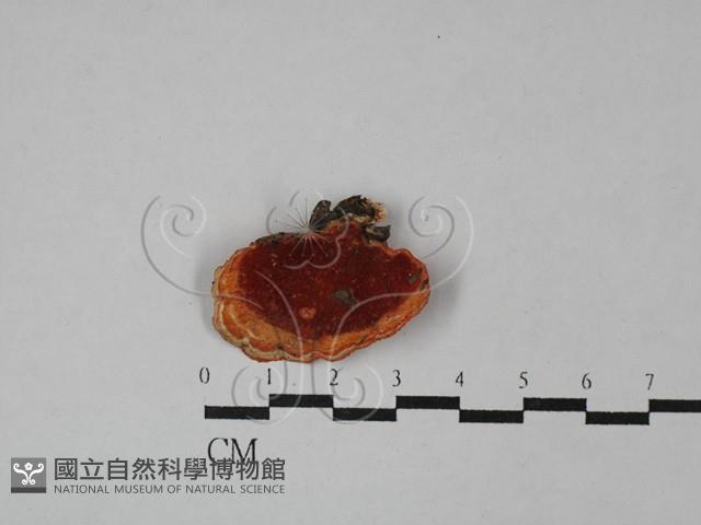 血紅密孔菌藏品圖，第1張