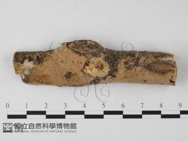 登錄號:F0008794藏品圖，第1張