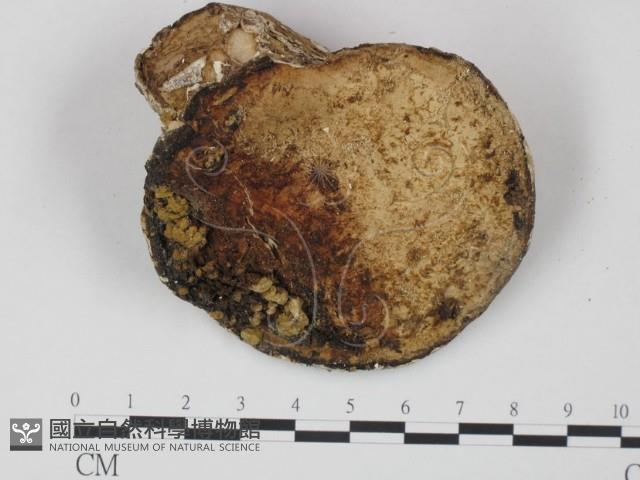 登錄號:F0018794藏品圖，第1張