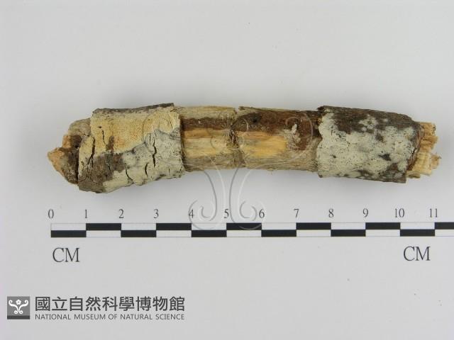 絲齒菌屬藏品圖，第1張