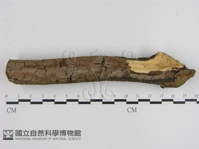 刺革菌屬藏品圖，第1張