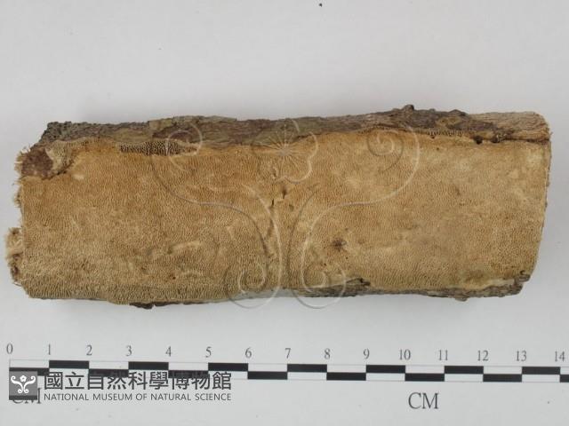登錄號:F0010794藏品圖，第1張