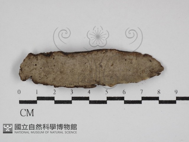 多年臥孔菌屬藏品圖，第1張