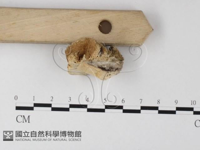 登錄號:F0006794藏品圖，第1張