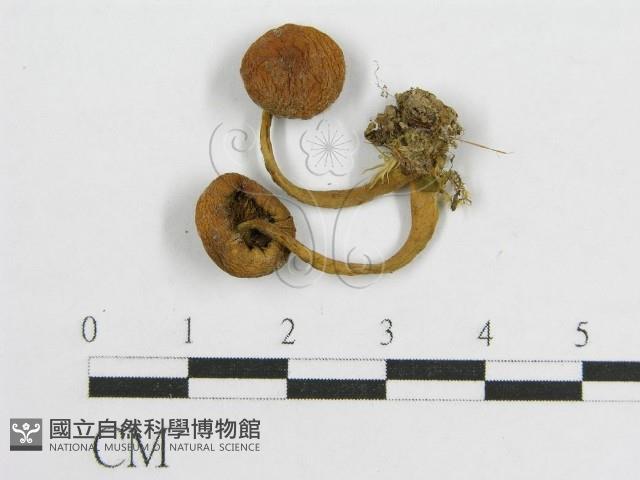 登錄號:F0001794藏品圖，第1張