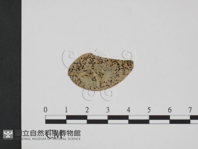 登錄號:F0011794藏品圖，第1張