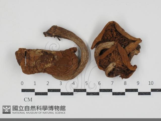 登錄號:F0034794藏品圖，第1張