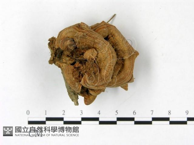 登錄號:F0022794藏品圖，第1張