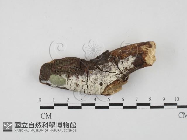 絲齒菌屬藏品圖，第1張