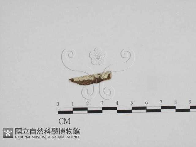 絲齒菌屬藏品圖，第1張