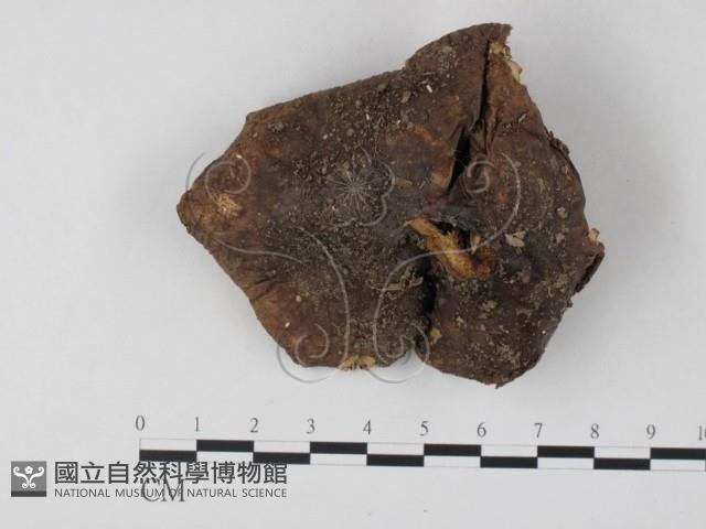 紅菇屬藏品圖，第1張