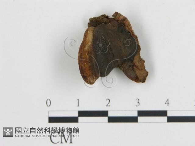 登錄號:F0005794藏品圖，第1張