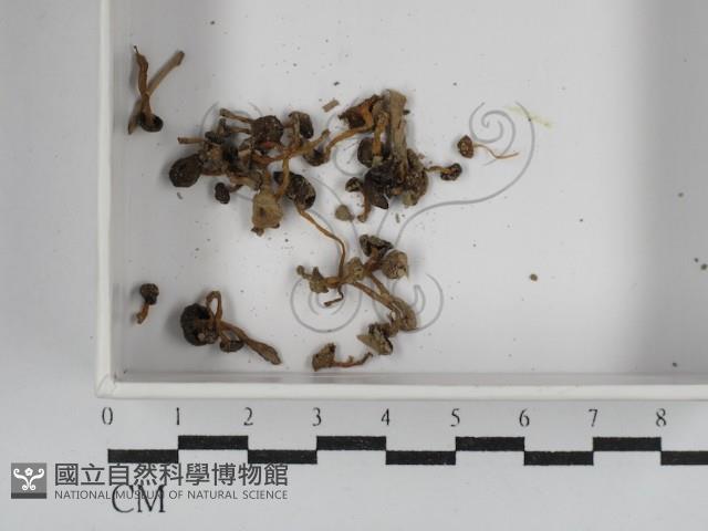 小菇屬藏品圖，第1張