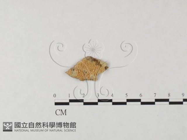 絲齒菌屬藏品圖，第1張