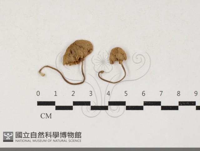 登錄號:F0033794藏品圖，第1張