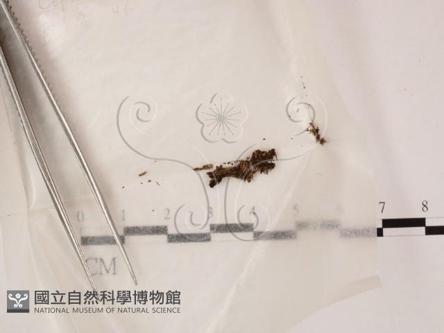 登錄號:F0000594藏品圖，第1張