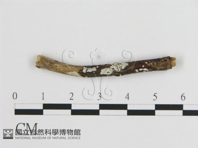 刺皮菌屬藏品圖，第1張