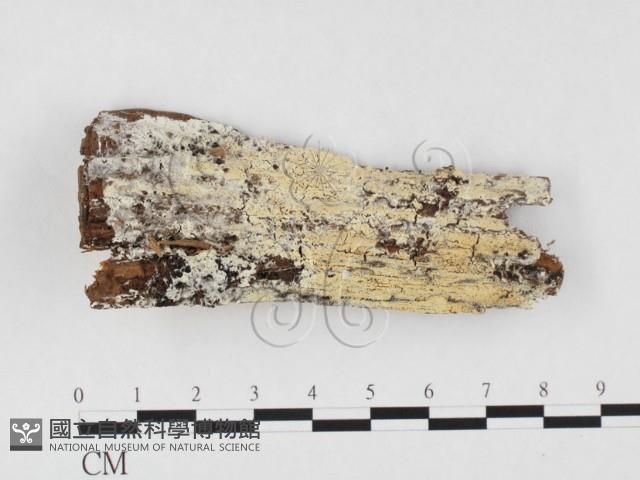 顯絲菌屬藏品圖，第1張