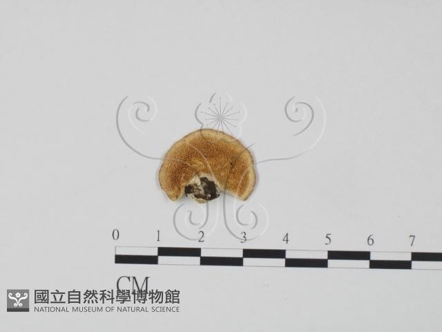 Accession Number:F0006594 Collection Image, Figure 1, Total 3 Figures