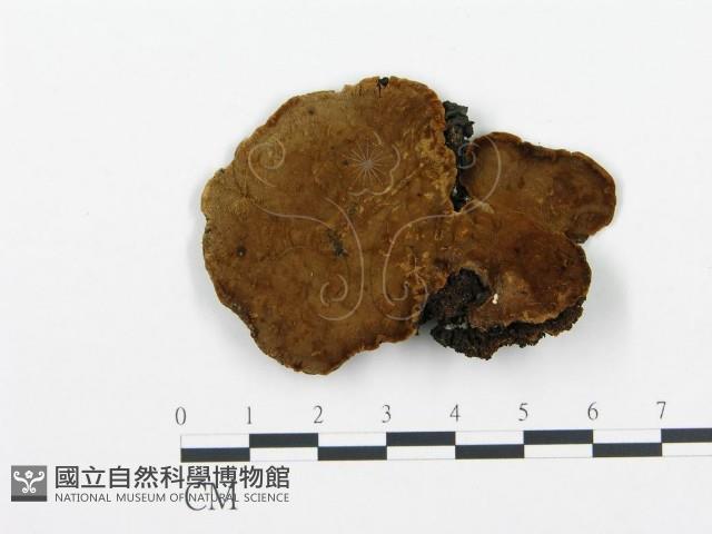 登錄號:F0001594藏品圖，第1張