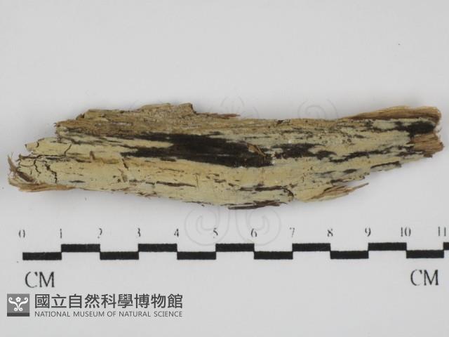 絲齒菌屬藏品圖，第1張
