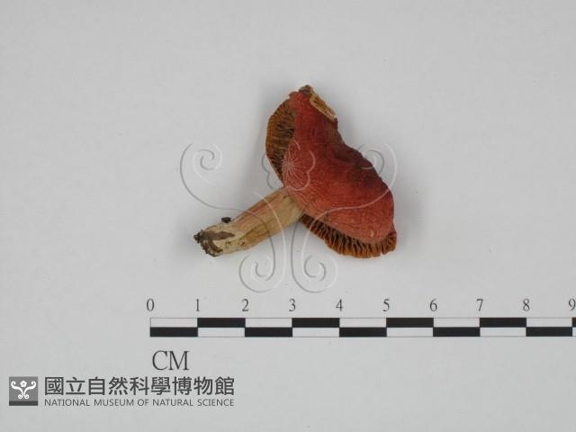 登錄號:F0024594藏品圖，第1張