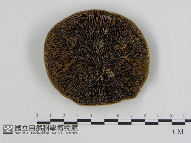 登錄號:F0004594藏品圖，第1張