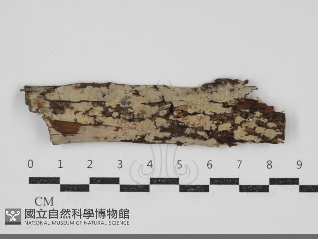 登錄號:F0034594藏品圖，第1張