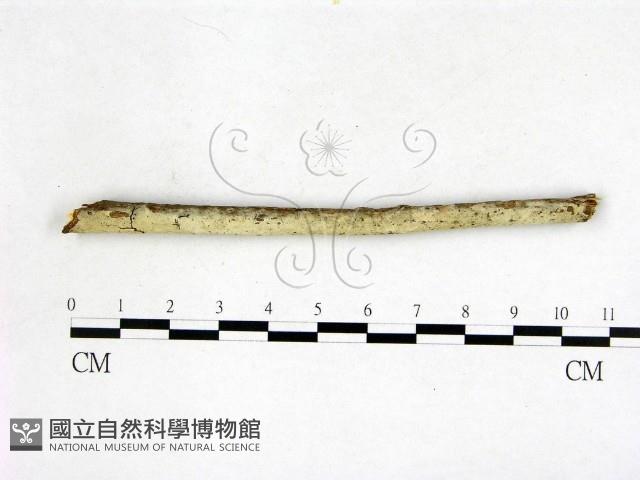 剛毛絲皮菌藏品圖，第1張