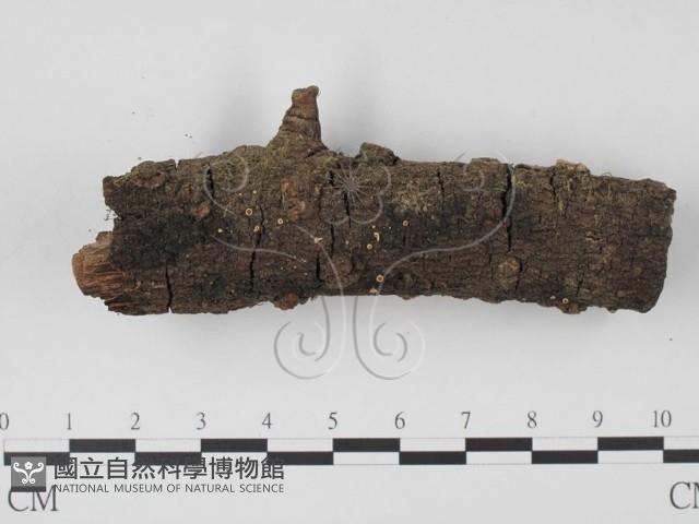 登錄號:F0002594藏品圖，第1張