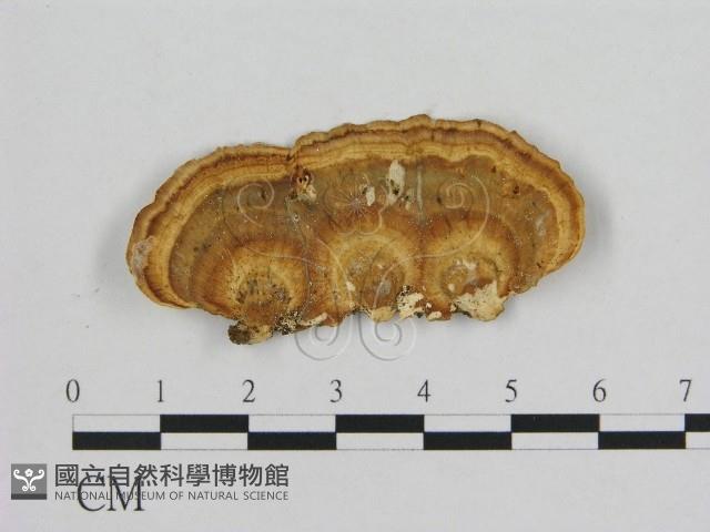 相鄰小孔菌藏品圖，第1張