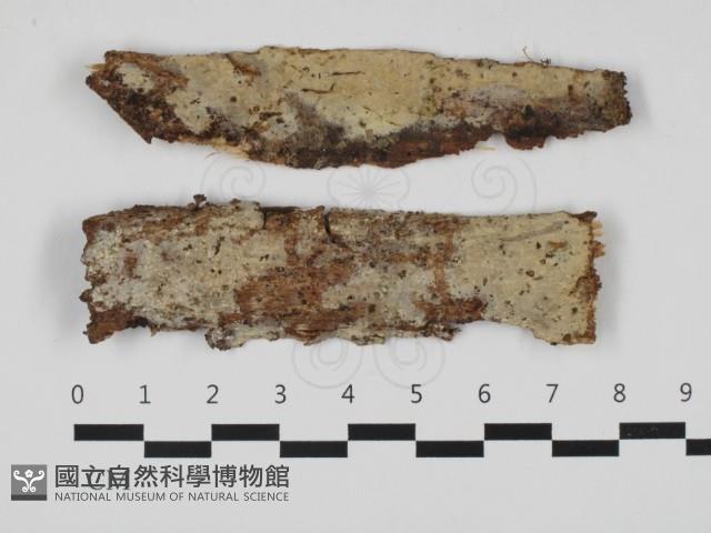 登錄號:F0032594藏品圖，第1張