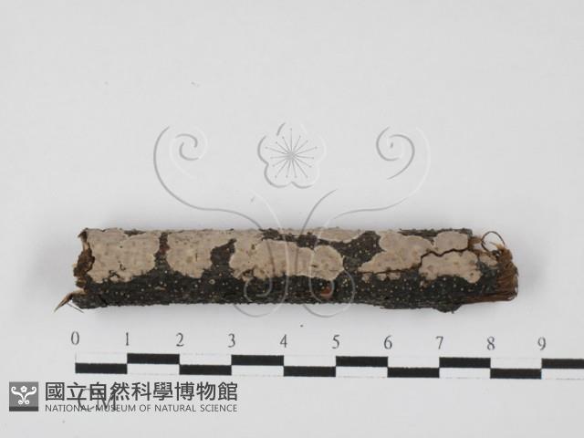 筍殼菌屬藏品圖，第1張