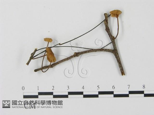 登錄號:F0007594藏品圖，第1張