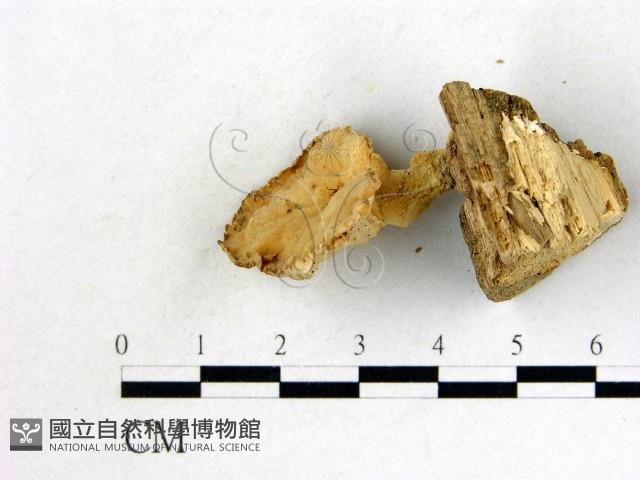 優雅波邊革菌藏品圖，第1張