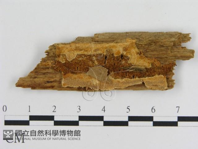 登錄號:F0009594藏品圖，第1張