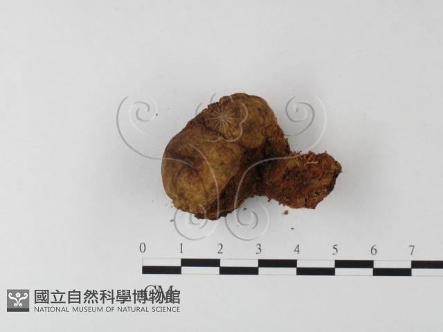 登錄號:F0023594藏品圖，第1張